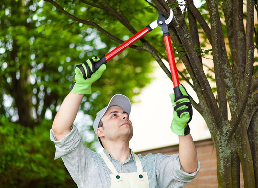 صيانة حديقه منزلية