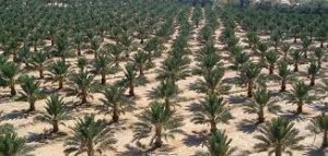 زراعة النخيل