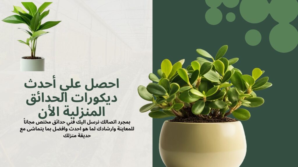 تنسيق حدائق الكويت