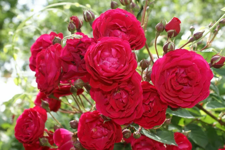 زراعة اشجار وورود