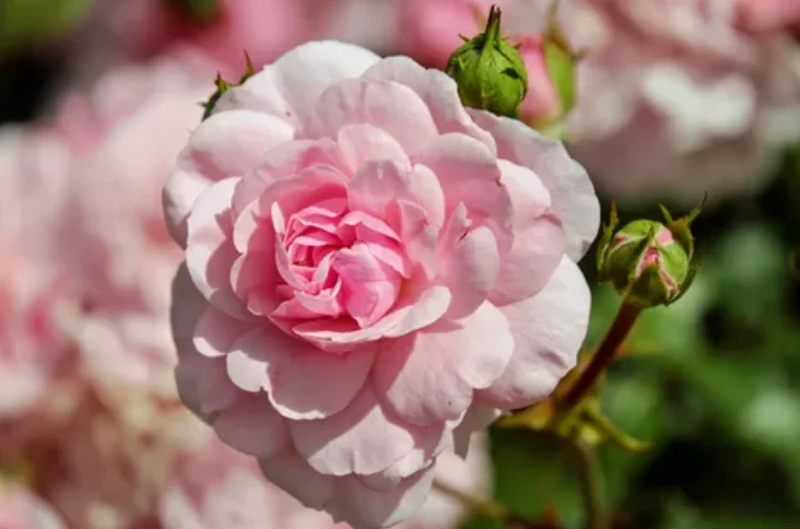 زراعة النباتات في الحديقة